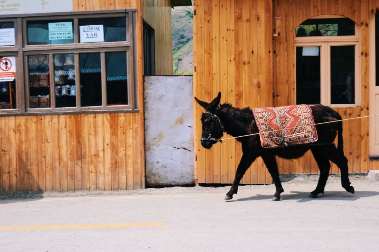 azerbaijan lahij donkey
