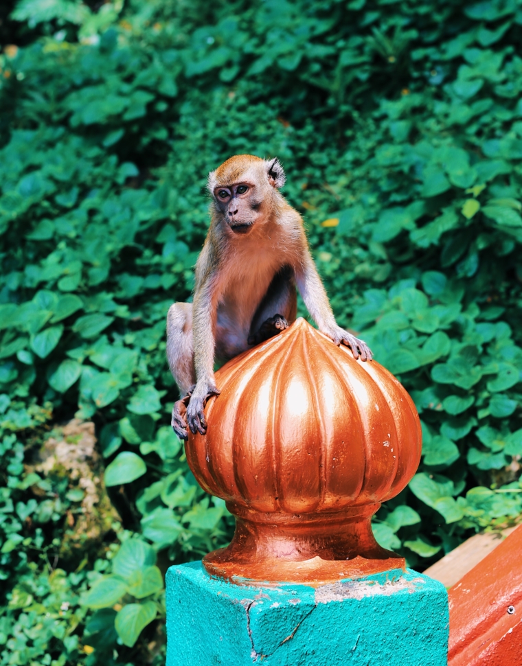 kuala lumpur batu caves monkey cute but dangerous