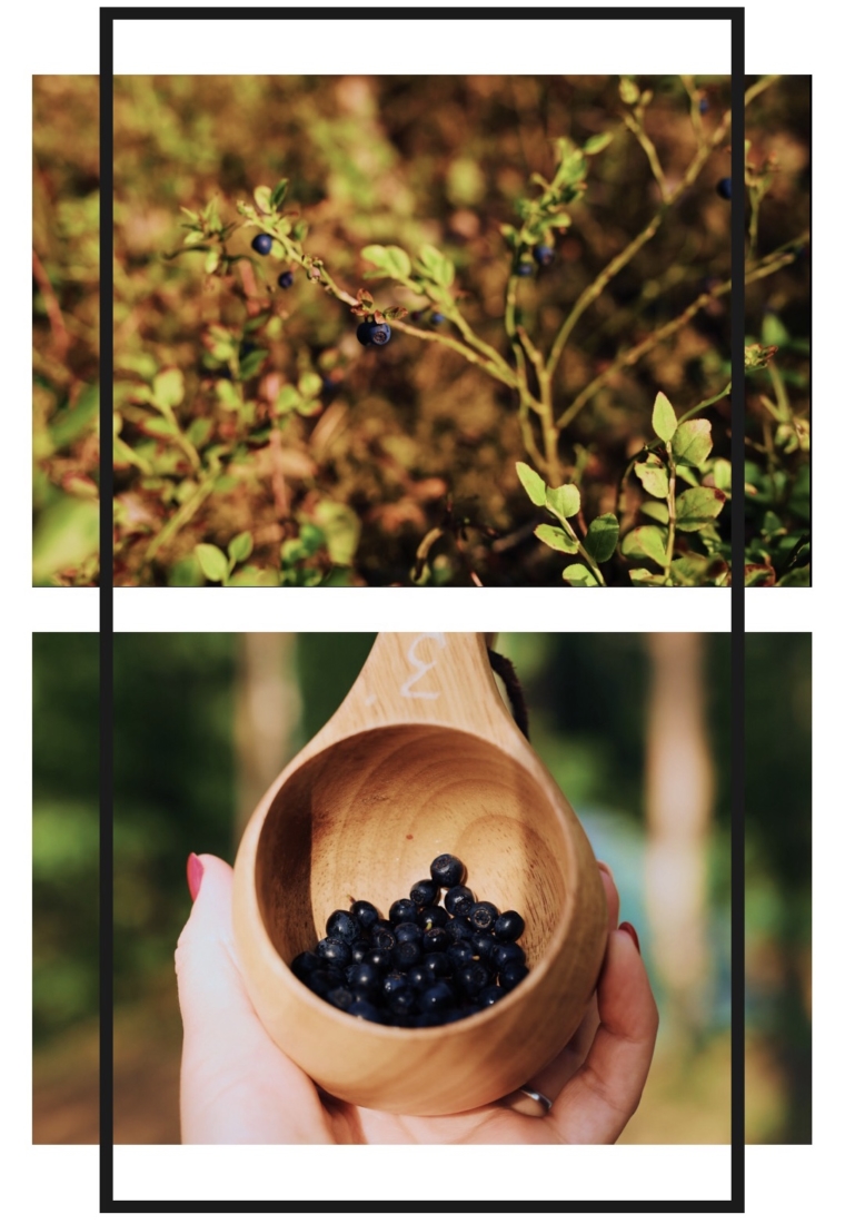 mathildedal finnland blackberries forest 