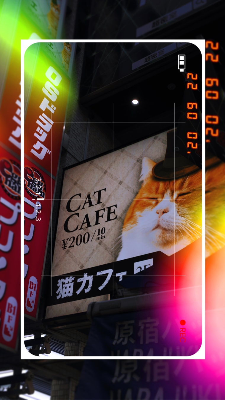 activities japan cat cafe