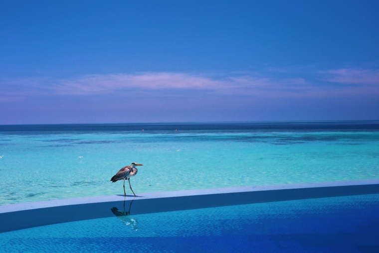 infinity pool Lily Beach Resort & Spa Maldives