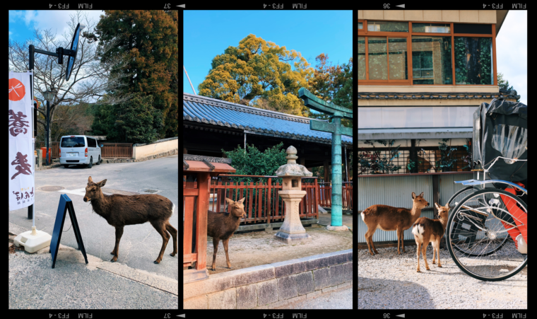 miyajima japan deer