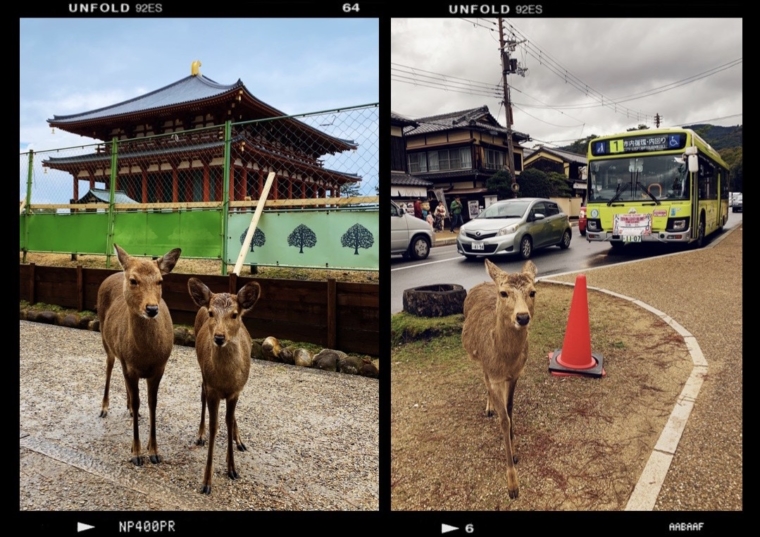 nara japan deer