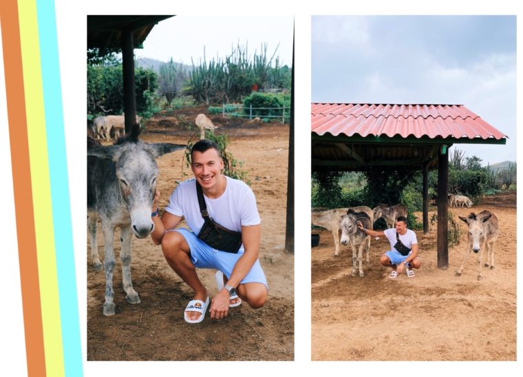 Aruba Donkey Sanctuary