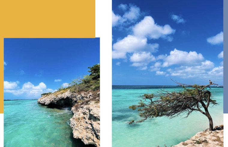 Mangel Halto aruba