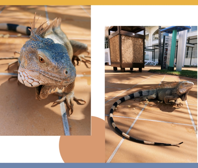 RIU Palace Aruba iguana