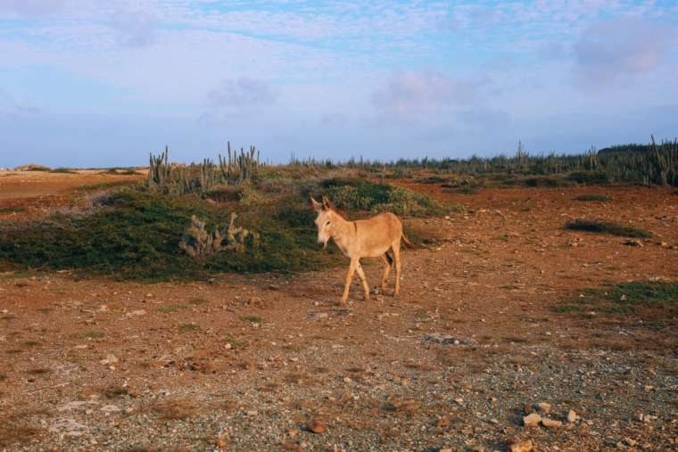 Bonaire Washington Slagbaai National Park