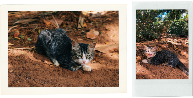 zanzibar tanzania spice farm cat