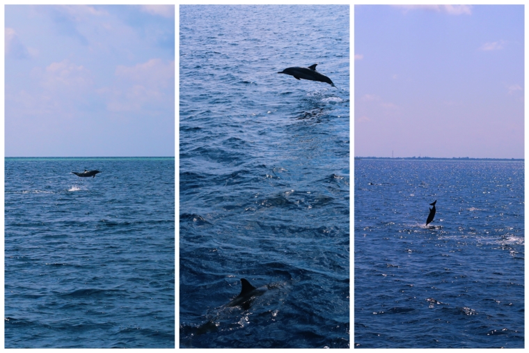 Shangri La's Villingili Resort & Spa Maldives dolphines