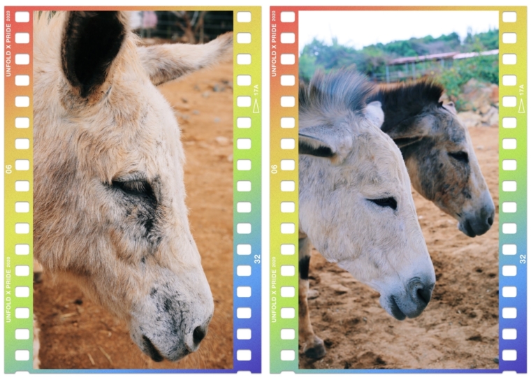 Aruba Donkey Sanctuary