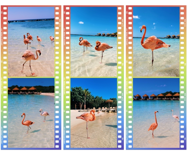aruba flamingo island beach resort renaissance hotel flamingos