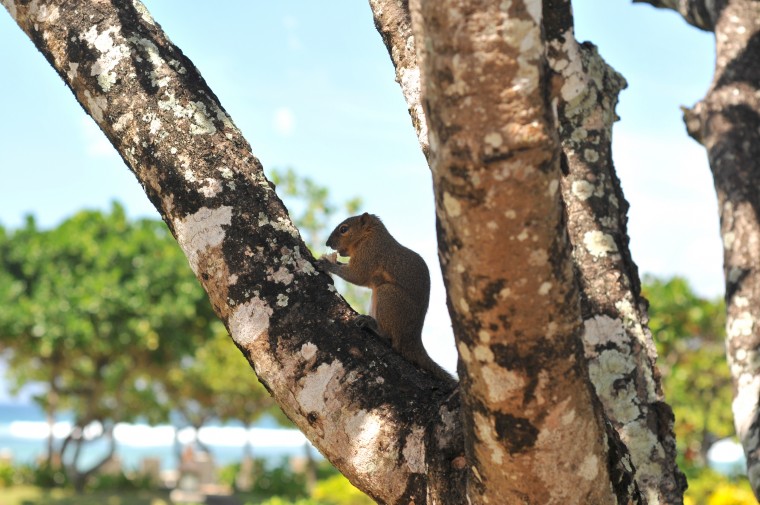 Paradise eichhörnchen