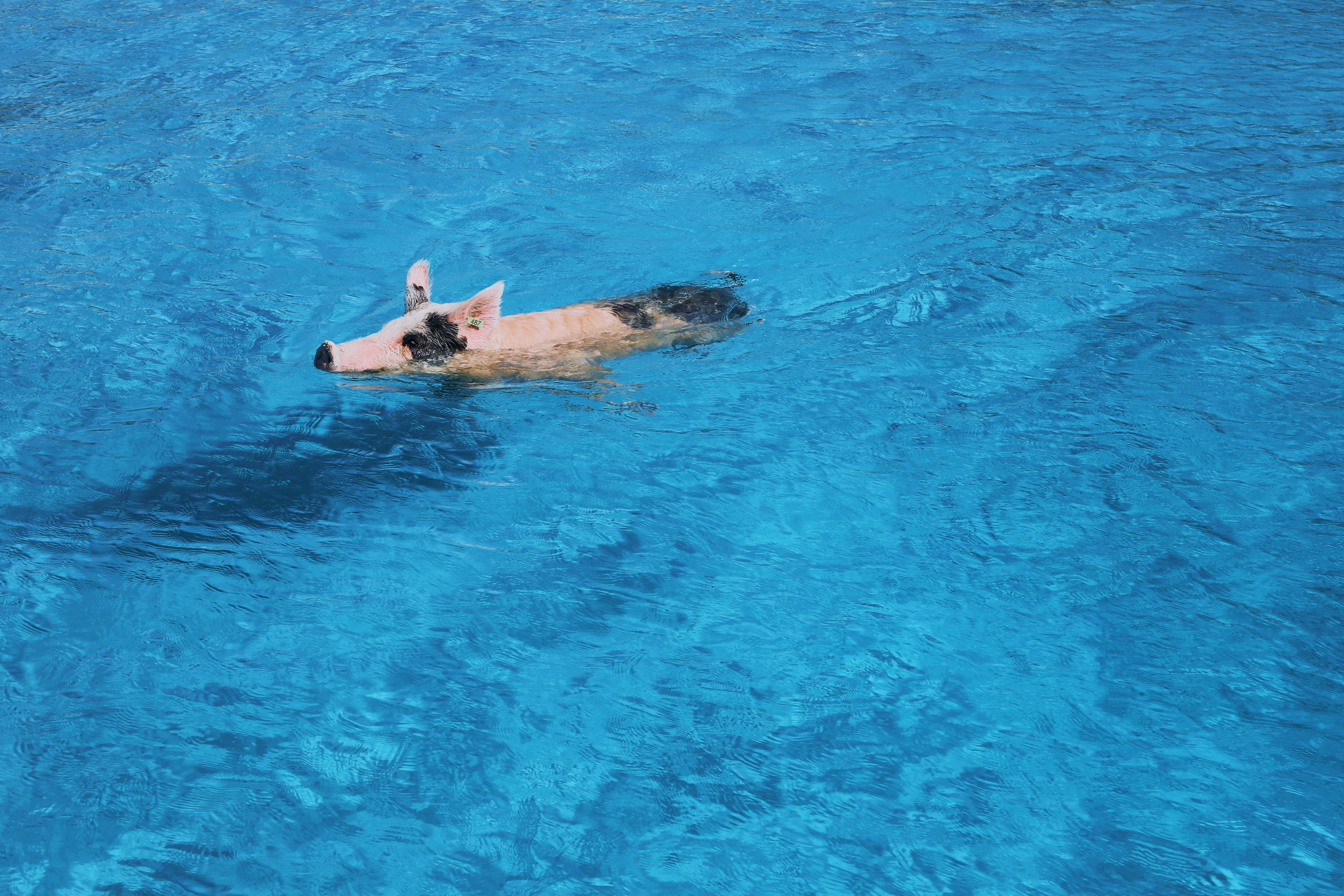 swimming with pigs island bahamas must do bucket list