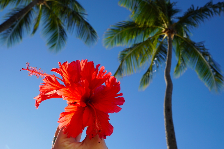 guadeloupe flowers palms