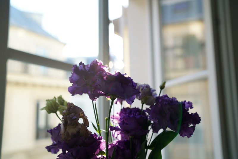 blumen, fenster, sonnenlicht