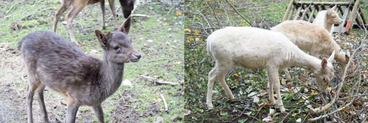 wildgehege hinterzarten streicheluzoo