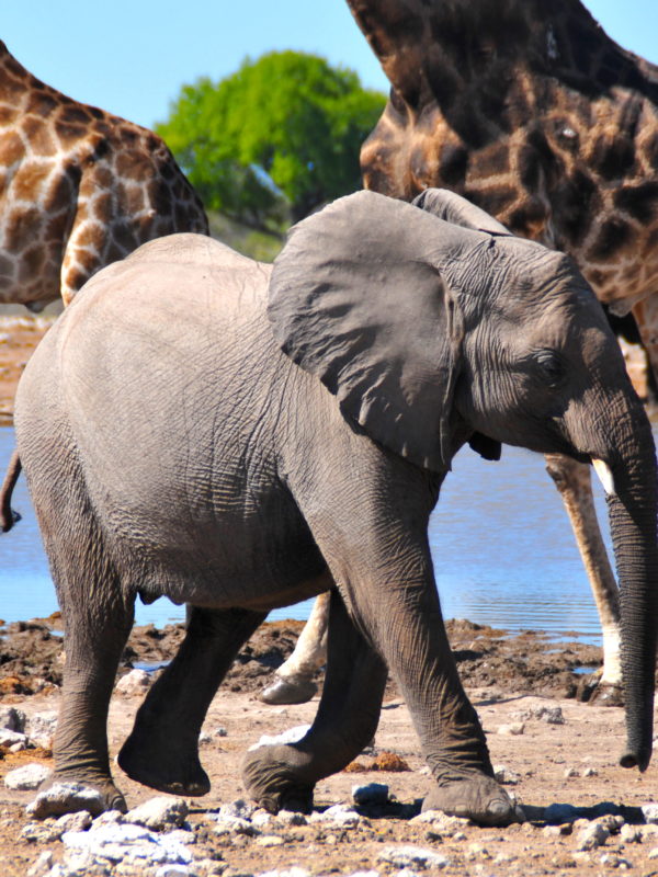 Namibia Road Trip Etosha National Park Baby Elephant Giraffes