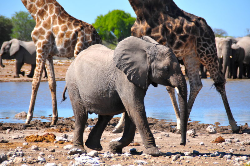 Namibia Road Trip Etosha National Park Baby Elephant Giraffes