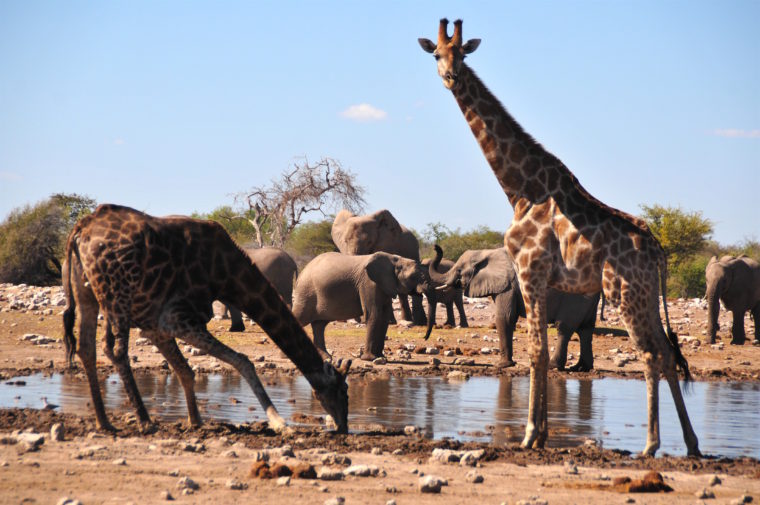 WATER HALL ETOSHA PAN ELEPHANTS GIRAFFES