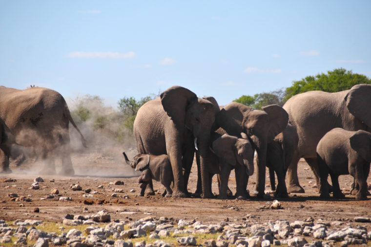 BABY ELEPHANT WITH FAMILY FIGHT NAMIBIA AFRICA ELEPHANTS