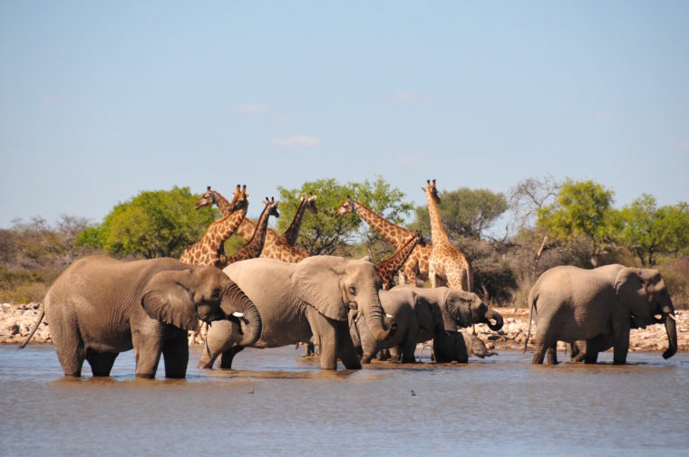 ELEPHANTS GIRAFFES ETOSHA NAMIBIA