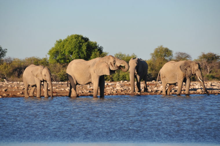 ELEPHANTS ETOSHA AFRICA SAFARI NAMIBIA 