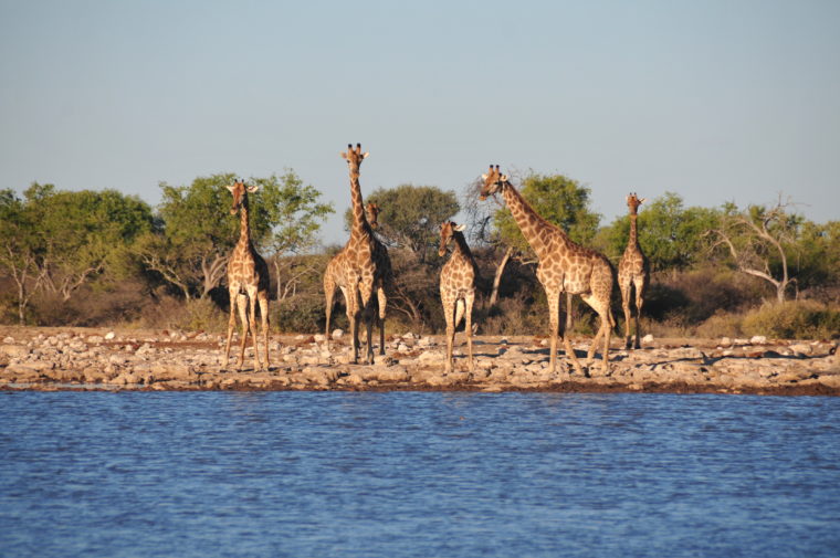 GIRAFFES ETOSHA AFRICA NAMIBIA ROADTRIP 