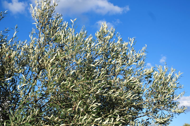 mallorca, garten, baum, blauer himmel