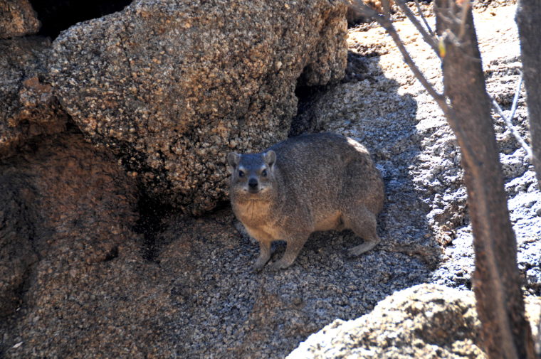 KLIPPSCHLIEFER DAMARALAND ERONGO