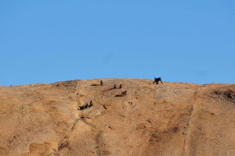 AFFEN NAMIBIA AFRIKA ERONGO DAMALAND