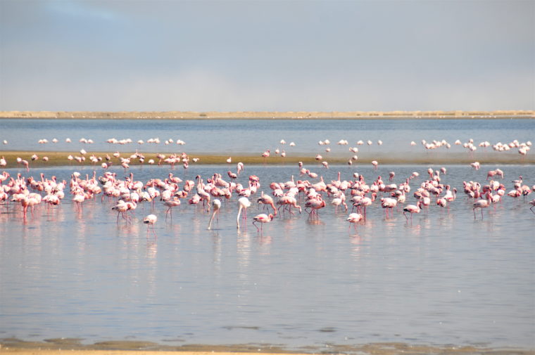 WALVIS BAY FLAMINGOS NAMIBIA