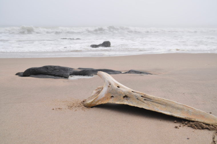 WALE FISH BONES ON THE BEACH