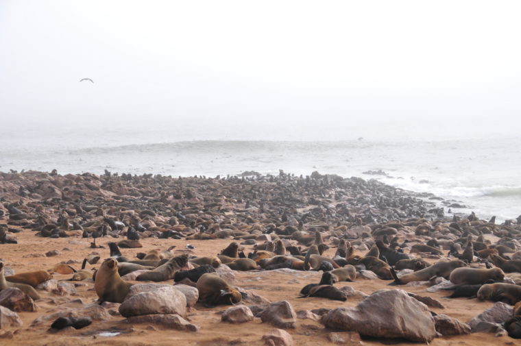 CAPE CROSS