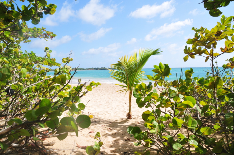 french antilles caribbean islands martinique