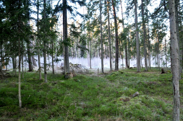 lahemaa national park magic forest wald