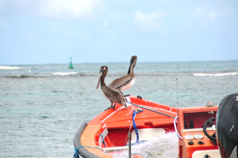 pelikan martinique