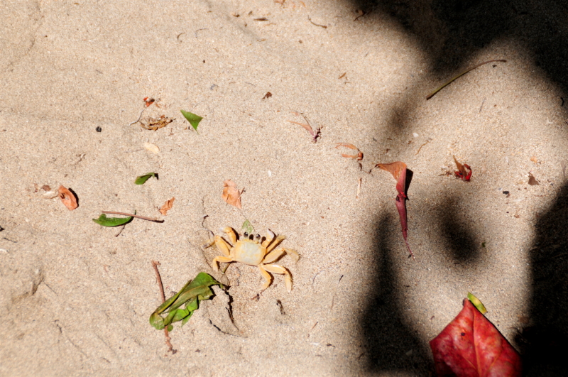martinique crab krabbe