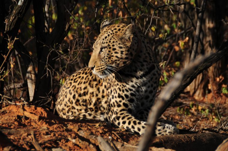 leopard africat okonjima namibia