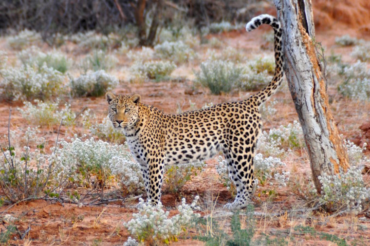 okonjima africat foundation namibia road trip leopard cats