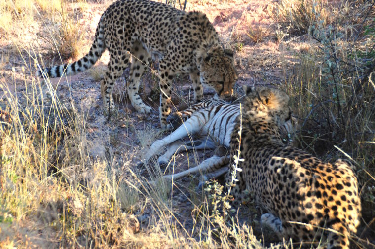 gepard beute zebra namibia okonjima africat foundation safari by feet