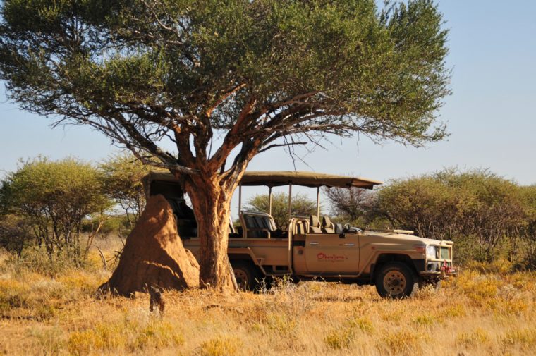 okonjima africat safari