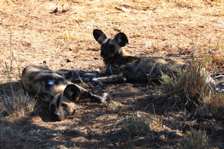 wild dogs namibia wildhunde afrika africat okonjima