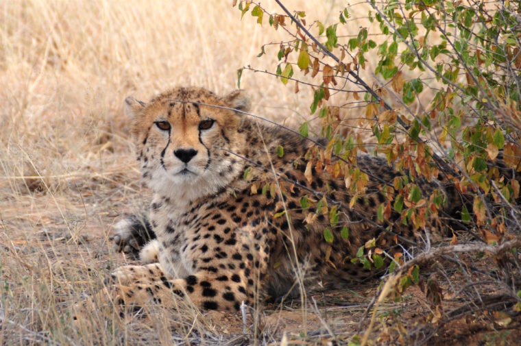 gepard cheetah safari africat namibia okonjima