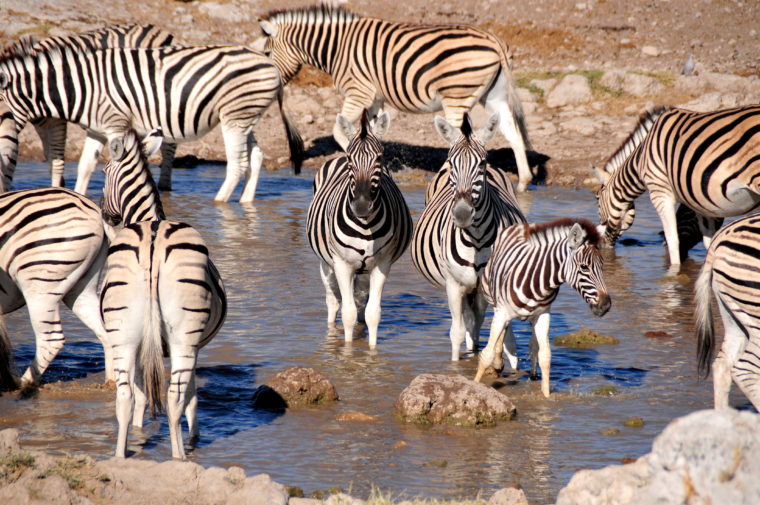 zebras etosha national park namibia baby