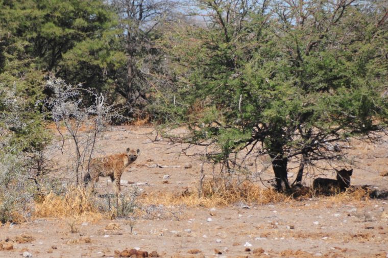 HYENA AFRICA NAMIBIA ETOSHA PARK