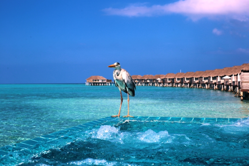 Velassaru Maldives