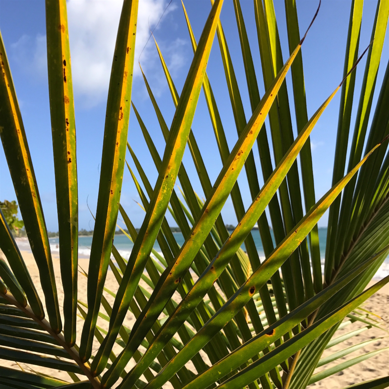 martinique places to visit