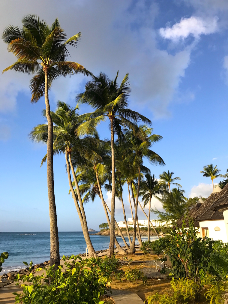 guadeloupe palm trees LANGLEY RESORT FORT ROYAL GUADELOUPE