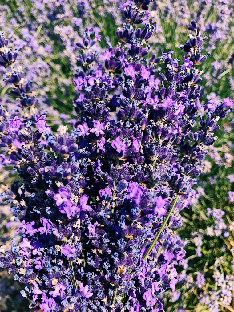 carla lavender mon guerlain lavender fields