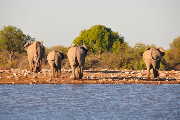 BYE BYE NAMIBIA POST CARD